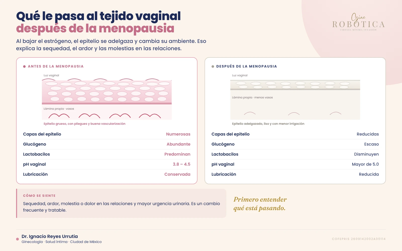 Comparación del epitelio vaginal antes y después de la menopausia: grosor, glucógeno, lactobacilos, pH y lubricación en el síndrome genitourinario